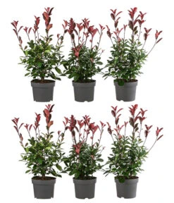 2 Meter Purpur-Glanzmispel 'Red Robin', 6 X Ca. 60 Cm