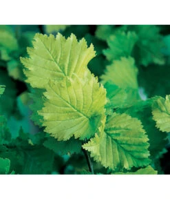 Gold-Ulme 'Wredei' 9 Gold-Ulme 'Wredei' -Gartenbedarf Geschäft 7527187 BildD 001 GoldUlmeWredeiUlmusCarpWredei