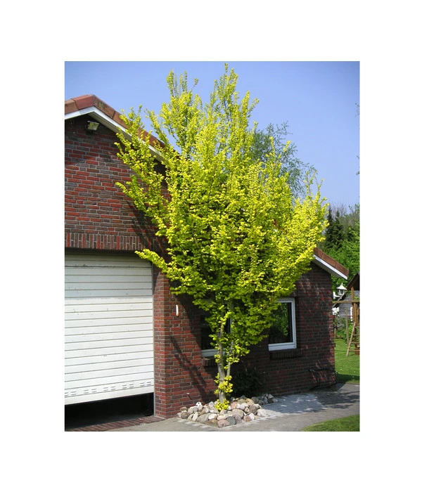 Gold-Ulme 'Wredei' 3 Gold-Ulme 'Wredei'