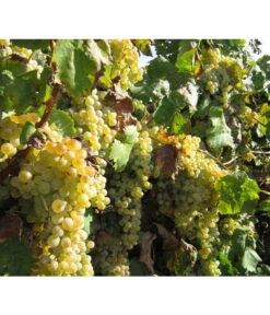 Dehner Gourmet Garten Tafeltraube 'Palatina' -Gartenbedarf Geschäft 7540099 WE MO 001 GGWeinPalatinaPixabay