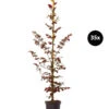 8 Meter Blutbuche 'Purpurea', 35 X Ca. 100-125 Cm -Gartenbedarf Geschäft 7548563 WE FS 002 BlutbuchePurpurea35x