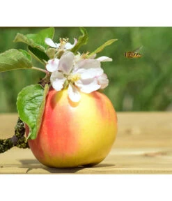 Zwergapfel 'Galina' 7 Zwergapfel 'Galina' -Gartenbedarf Geschäft 7604697 WE MO 002 ApfelGalinaZwergPixabay