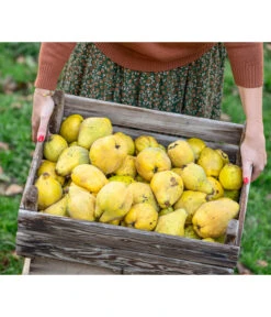 Birnenquitte 12 Birnenquitte -Gartenbedarf Geschäft 7604978 WE MO 001 Quittenkorb