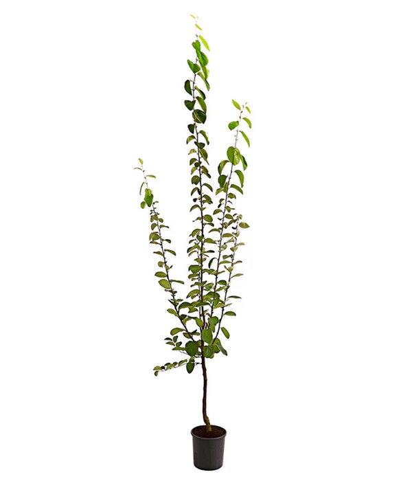 Birnenquitte 4 Birnenquitte – Bild 2