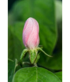 Birnenquitte 14 Birnenquitte -Gartenbedarf Geschäft 7612286 WE DE 002 CydoniaOblongaQuitteLucknerMai2015