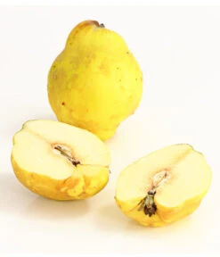 Birnenquitte 11 Birnenquitte -Gartenbedarf Geschäft 7612286 WE DE 003 BirnenquittePortugiesischeCydoniaOblonaDehnerExpressHerzig