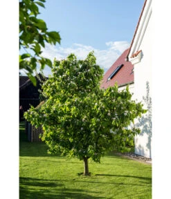 Birnenquitte 15 Birnenquitte -Gartenbedarf Geschäft 7612286 WE MO 003 CydoniaOblongaQuitteLucknerMai2015