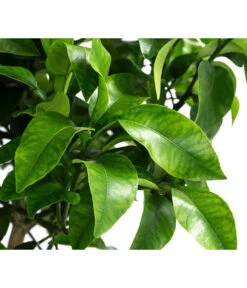 Rosafarbene Grapefruit -Gartenbedarf Geschäft 7622673 WE DE 002 CitrusParadisiiRosaGrapefruitT20