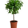 Rosafarbene Grapefruit -Gartenbedarf Geschäft 7622673 WE FS 002 CitrusParadisiiRosaGrapefruitT20