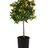 Kumquat -Gartenbedarf Geschäft 7622707 WE FS 003 CitrusKumquatDehnerExpressHerzig