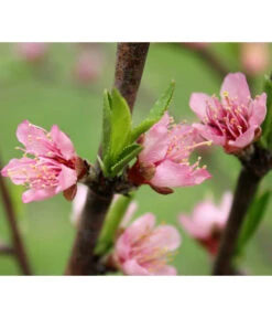 Nektarine 'Crimson Gold' -Gartenbedarf Geschäft 7626005 PR DE 002 PrunusNektarineCrimsonGoldBluetePixabay