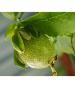 Süße Granadilla -Gartenbedarf Geschäft 7641319 WE MO 001 SuesseGrenadilleExoten