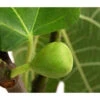 Echte Feige, In Schale -Gartenbedarf Geschäft 7642838 WE DE 002 FicusFeigehellgruen