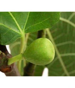 Echte Feige, In Schale