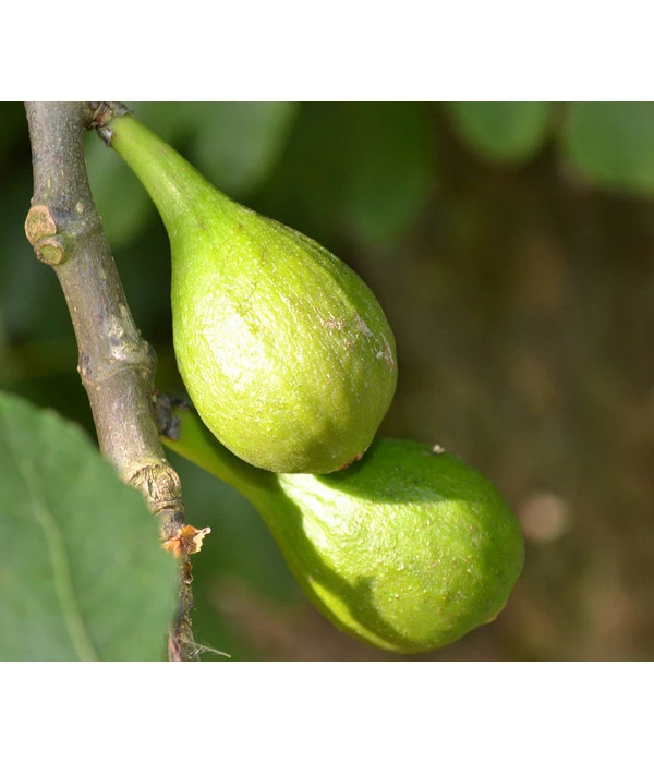 Echte Feige 'Dalmatie' 3 Echte Feige 'Dalmatie'