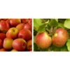 Apfel-Duo 'Gala'/'Elstar' -Gartenbedarf Geschäft 7645914 WE MO 002 DuoApfelElstarGala