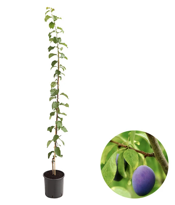 Säulenzwetschge 'Geisenheimer Top' 3 Säulenzwetschge 'Geisenheimer Top'