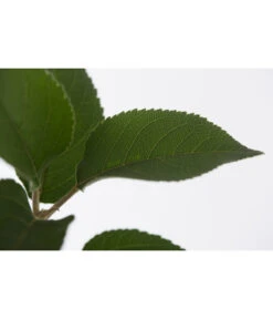 Winterapfel 'Goldparmäne' -Gartenbedarf Geschäft 7654999 PR DE 001 ApfelGoldparmaeneMalusBusch95LiteDehnerExpressZS