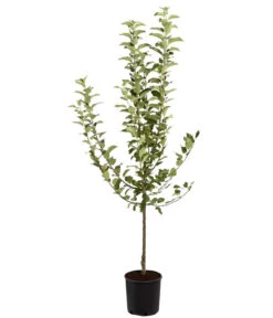 Winterapfel 'Goldparmäne' -Gartenbedarf Geschäft 7654999 PR FS 001 ApfelGoldparmaeneMalusBusch95LiteDehnerExpressZS