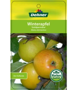 Winterapfel 'Goldparmäne' -Gartenbedarf Geschäft 7654999 WinterapfelGoldparmaere Etikett 1