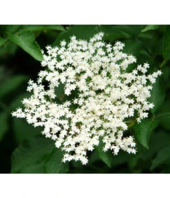 Großfruchtiger Holunder 'Haschberg' 8 Großfruchtiger Holunder 'Haschberg' -Gartenbedarf Geschäft 7662760 PR DE 002 SambucusHolunderHaschbergPixabay