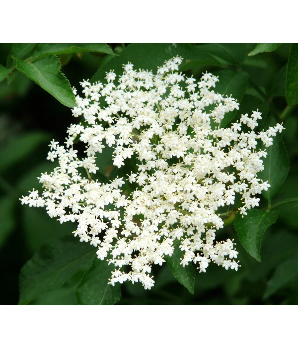 Großfruchtiger Holunder 'Haschberg' 5 Großfruchtiger Holunder 'Haschberg' – Bild 3