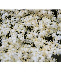 Großfruchtiger Holunder 'Haschberg' 9 Großfruchtiger Holunder 'Haschberg' -Gartenbedarf Geschäft 7662760 WE DE 003 SambucusHolunderBluete