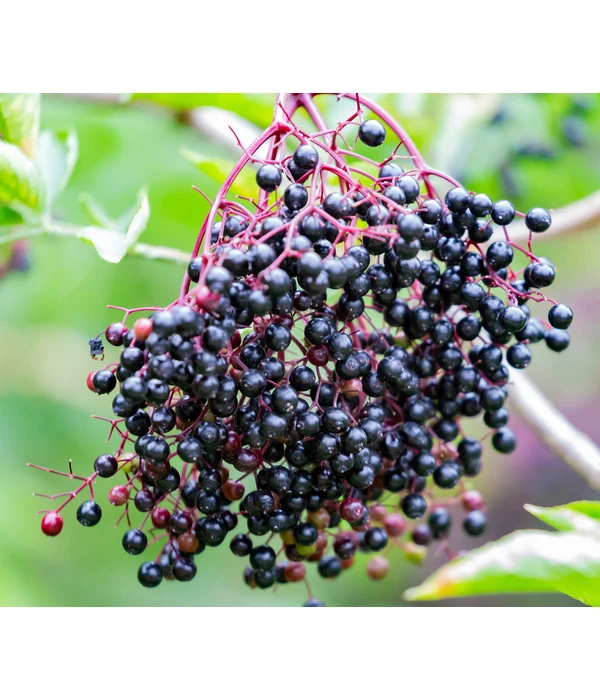 Großfruchtiger Holunder 'Haschberg' 3 Großfruchtiger Holunder 'Haschberg'