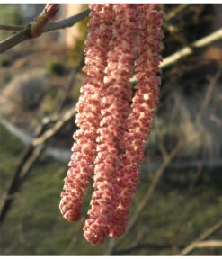 Dehner Haselnuss 'Rote Zellernuss' 12 Dehner Haselnuss 'Rote Zellernuss' -Gartenbedarf Geschäft 7663073 PR 001 CoryllusHaselnussPixabay
