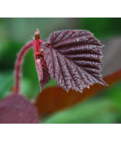 Dehner Haselnuss 'Rote Zellernuss' 13 Dehner Haselnuss 'Rote Zellernuss' -Gartenbedarf Geschäft 7663073 PR DE 002 CoryllusHaselnussPixabay