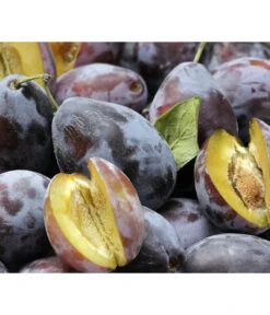 Hauszwetschge 9 Hauszwetschge -Gartenbedarf Geschäft 7663586 PR DE 001 PrunusPflaumeHauszwetschgePixabay