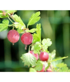 Stachelbeere 'Hinnonmäki', Stämmchen 7 Stachelbeere 'Hinnonmäki', Stämmchen -Gartenbedarf Geschäft 7668494 PR DE 001 StachelbeereHinnomaekiPixabay