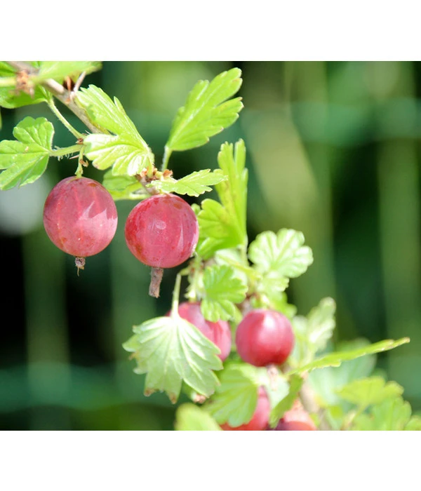 Stachelbeere 'Hinnonmäki', Stämmchen 5 Stachelbeere 'Hinnonmäki', Stämmchen – Bild 3