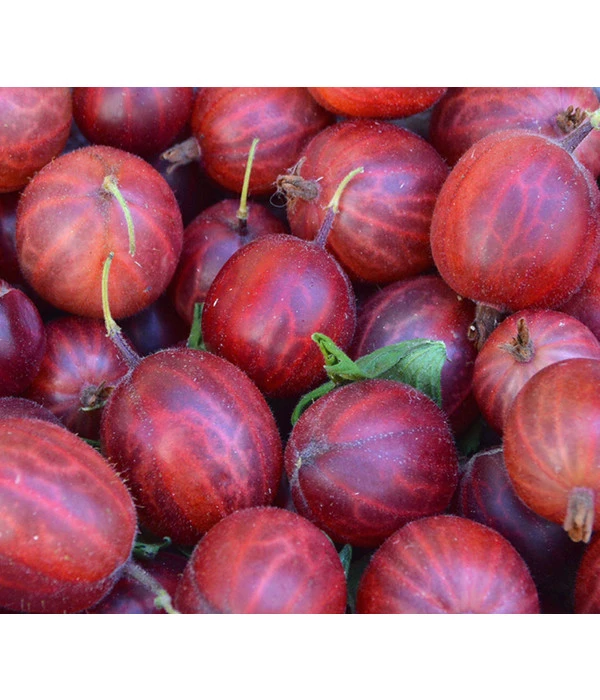 Stachelbeere 'Hinnonmäki', Stämmchen 3 Stachelbeere 'Hinnonmäki', Stämmchen