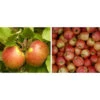 Apfel-Duo 'Elstar/James Grieve' -Gartenbedarf Geschäft 7690068 WE MO 002 ApfelDuoElstarJamesGrieve