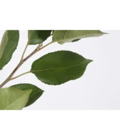 Sommerapfel 'Klarapfel', Weiß 9 Sommerapfel 'Klarapfel', Weiß -Gartenbedarf Geschäft 7701386 PR DE 001 KlarapfelWeissMalusDomesticaBusch95LiterDehnerExpressZS