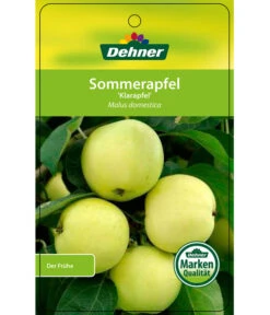 Sommerapfel 'Klarapfel', Weiß 10 Sommerapfel 'Klarapfel', Weiß -Gartenbedarf Geschäft 7701386 SommerapfelKlarapfel Etikett 1
