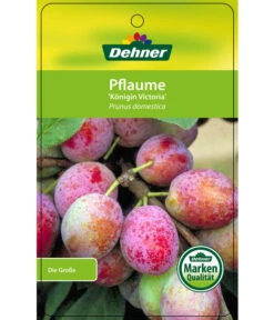Dehner Pflaume 'Königin Viktoria' -Gartenbedarf Geschäft 7702558 PflaumeKoeniginVictoria Etikett 1
