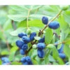Sibirische Blaubeere 'MyBerry® Sweet' 1 Sibirische Blaubeere 'MyBerry® Sweet' -Gartenbedarf Geschäft 7708399 PR DE 001 LoniceraBlaubeereMaibeereFotolia86693979