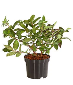 Sibirische Blaubeere 'Russlana'