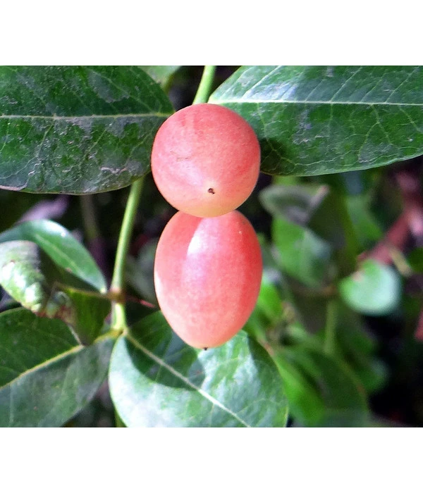 Natalpflaume 3 Natalpflaume