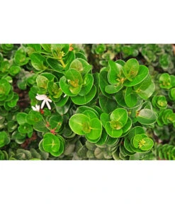 Natalpflaume 9 Natalpflaume -Gartenbedarf Geschäft 7719107 PR MO 002 NatalpflaumeCarissaGrandiflora123rf