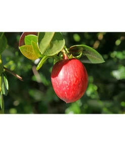 Natalpflaume 8 Natalpflaume -Gartenbedarf Geschäft 7719107 PR MO 011 NatalpflaumeCarissaGrandiflora123rf