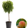 Zwergpfirsich 'Bonanza' -Gartenbedarf Geschäft 7723992 WE FS 001 ZwergpfirsichBonanza