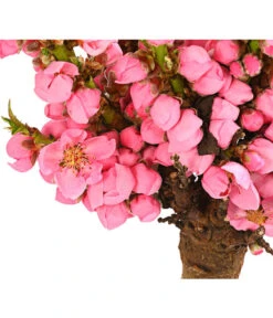 Zwergpfirsich 'Amber Pix Zee' -Gartenbedarf Geschäft 7728744 WE DE 001 ZwergPfirsich7LDehnerExpressHerzig