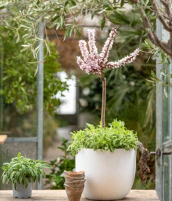 Zwergpfirsich 'Amber Pix Zee' -Gartenbedarf Geschäft 7728744 WE MO 001 ZwergPfirsich