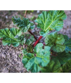 Dehner Gourmet Garten Himbeer-Rhabarber 9 Dehner Gourmet Garten Himbeer-Rhabarber -Gartenbedarf Geschäft 7736028 PR 001 RheumRhabarberPixabay