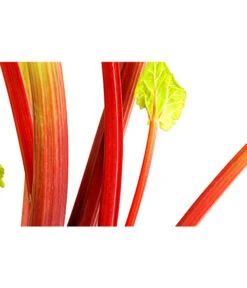 Dehner Gourmet Garten Himbeer-Rhabarber 8 Dehner Gourmet Garten Himbeer-Rhabarber -Gartenbedarf Geschäft 7736028 PR DE 002 RhabarberHimbeere2LiterDehnerExpressHerzig