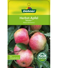 Herbstapfel 'Rebella' -Gartenbedarf Geschäft 7737075 HerbstapfelRebella Etikett 1