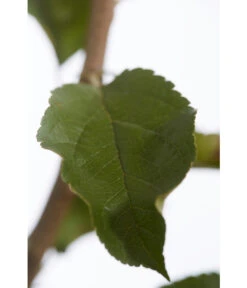 Herbstapfel 'Rebella' -Gartenbedarf Geschäft 7737075 PR DE 001 ApfelRebellaMalusBusch95LiterDehnerExpressZS